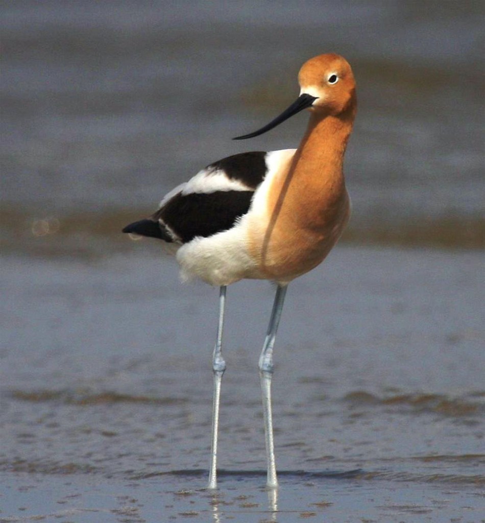 American Avocet. U.S. Shorebird Conservation Partnership.