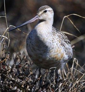 Bar-tailed Godwit