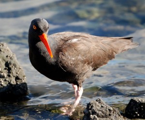 Black Oystercatcher