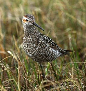 Stilt Sandpiper