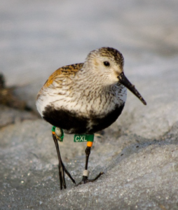 Pan American Shorebird Program